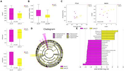 The relationship between gastric microbiome features and responses to neoadjuvant chemotherapy in gastric cancer
